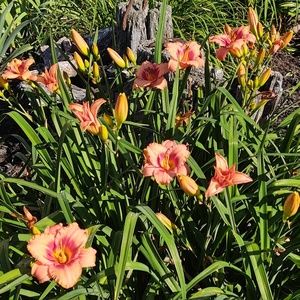 Meet your Posher, Brenda